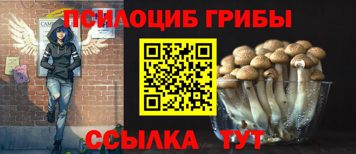 Галлюциногенные грибы Psilocybe Малгобек